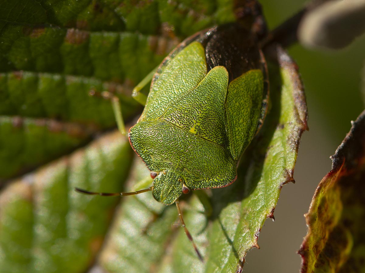 Habitus